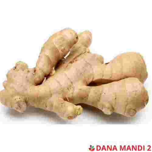 Ginger (Sold by LBS)